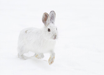 Arctic Hare or Snowshoe Hare isolated on white background running in snow in Canada