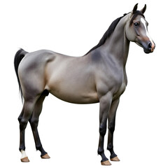 Obraz premium A purebred gray Arabian horse is standing isolated on white or transparent background, png
