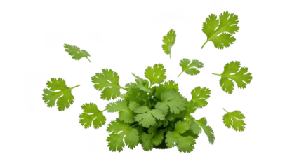 Fresh coriander leaves isolated on transparent background