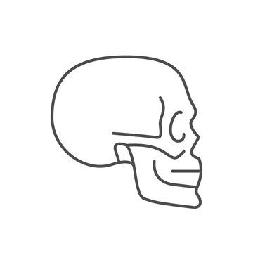 Skull side view line icon