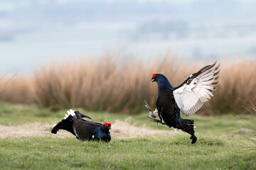 Two black grouse males fight for dominance on a grassy moorland. The bird on the right is in...