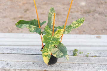 Closeup to New hybrid plant florida beauty x Philodendron Black Billietiae in the pot © rukawajung