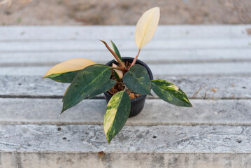 Closeup focus to philodendron yellow congo in the pot  © rukawajung