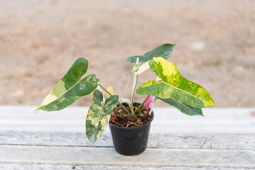 Closeup to New hybrid plant florida beauty mayoi x Philodendron billietiae in the pot    © rukawajung