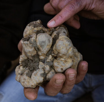truffe blanche sortie de terre  ,truffe sauvage , rare , luxe du temps silencieux  , cadeau rare de la nature , champignon comestible , parfum envoutant et sauvage , &agrave; cuisiner 