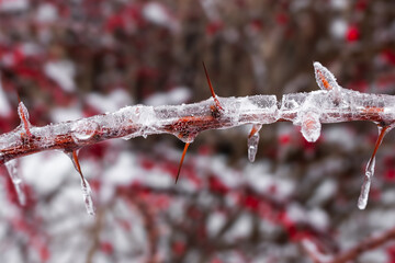 Thin thorns. Frozen branch. Winter nature. Ice layer on a plant. Prickly branch. Ice pattern. Beauty of nature. Cold season. Icy bush. Thin thorns on a frozen branch in winter close-up.