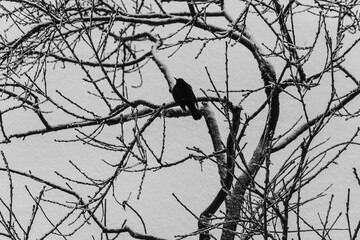 Silhouette of a bird sitting on a winter tree. Animal wildlife. Dry branches. Wintering of birds. City birds. Winter landscape. Ascetic state. One object. Cloudy day. Lonely life.