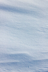 Winter landscape. Animal tracks in the snow. Cozy winter landscape. Minimalism in nature. Cold weather. Frosty day. Paw prints in the snow. Snow cover. Winter garden. White background. 