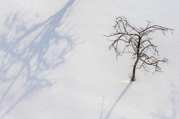 Winter landscape. Dry trees on a background of snow. Black and white illustration. Minimalism in nature. Cold weather. Frosty day. Shadows on the snow. Snow cover. Winter garden.