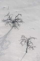 Winter landscape. Dry trees on a background of snow. Black and white illustration. Minimalism in nature. Cold weather. Frosty day. Shadows on the snow. Snow cover. Winter garden.