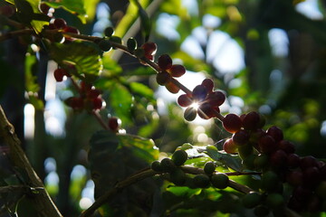 Red Arabica coffee berries on the branch. Backlit shot.