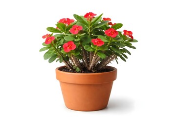 Crown of Thorns Plant with Red Flowers in Clay Pot Isolated on White