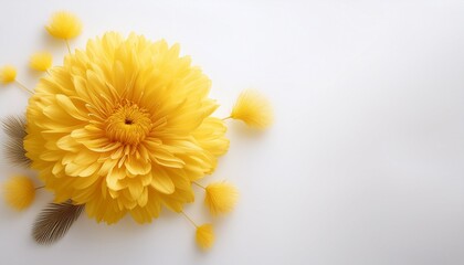 fluffy yellow flower soft petals and cheerful color for natural beauty on white background