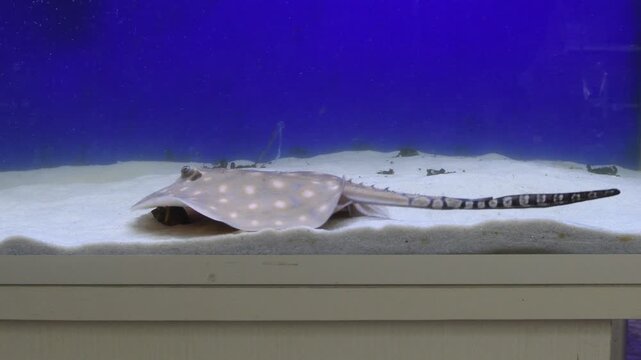fish in the sea