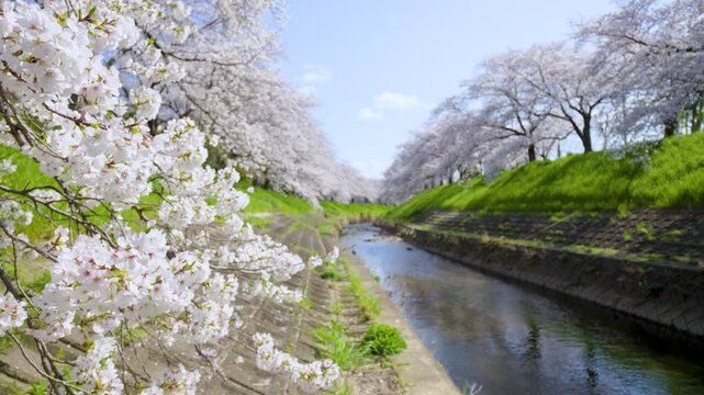 [Panning] Cherry blossom trees along the Saho River in Nara