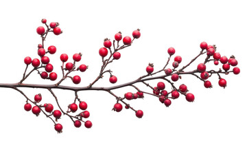 Winter berry branch with vibrant fruits displayed on clean white backdrop isolated on transparent background