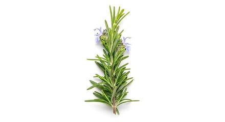 Fototapeta premium Fresh Rosemary Sprig with Delicate Purple Flowers on White Background