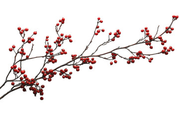Minimal winter berry branch botanical detail on white backdrop isolated on transparent background