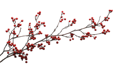 Minimal winter berry branch botanical detail on white backdrop isolated on transparent background