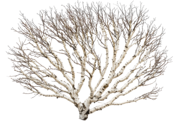Winter birch tree standing on clean white background isolated on transparent background