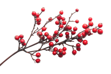 Elegant winter berry branch with frosty seasonal feel on white background isolated on transparent background