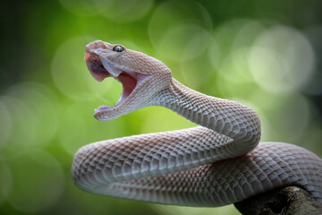 Pink mangrove pit viper Trimeresurus purpureomaculat