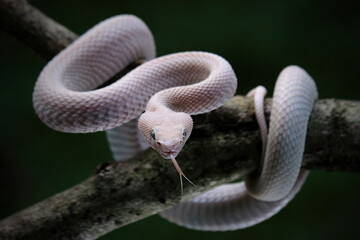 Pink mangrove pit viper Trimeresurus purpureomaculat
