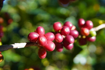 Arabica coffee fruits with ripe fruit