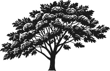 Obraz premium large deciduous tree silhouette with wide spreading branches and dense foliage