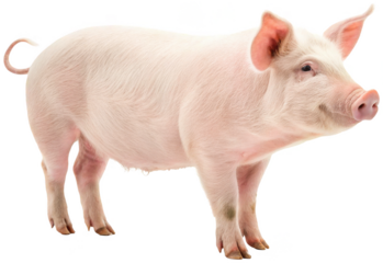 A realistically rendered, pink domestic pig with a smooth, slightly wrinkled skin texture, stands attentively in a three-quarter profile view, exhibiting a, isolated on transparent background.