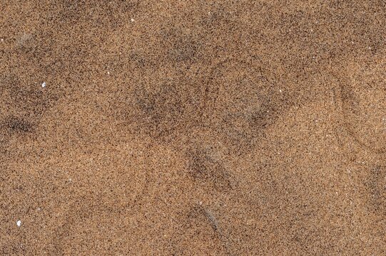 Tracks of a pygmy puff adder (Bitis peringueyi) in the sand, Namib Desert, Namibia