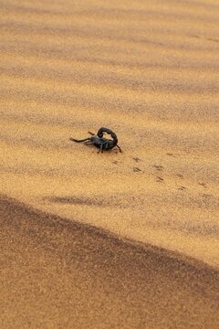 Black scorpion (Parabuthus villosus) running across sand, Namib Desert near Swakopmund, Namibia