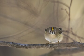 A goldcrest (Regulus regulus) on a branch looks attentively into the camera in a quiet forest environment, Hesse, Germany