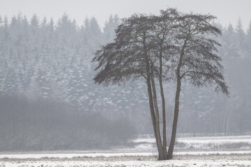 Black alder (Alnus glutinosa) in a snowy, foggy landscape, Emsland, Lower Saxony, Germany