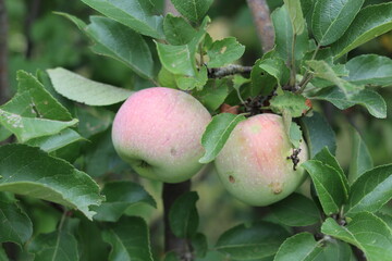 Apple tree with ripe apple fruit.
