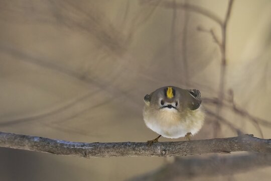 A goldcrest (Regulus regulus) on a branch looks attentively into the camera in a quiet forest environment, Hesse, Germany