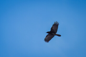 a flying raven on the clear blue sky 