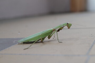 A carnivorous mantis insect with damaged forelegs.