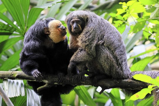 White-headed Saki (Pithecia pithecia), adult, on tree, pair, male, female, social behaviour, South America