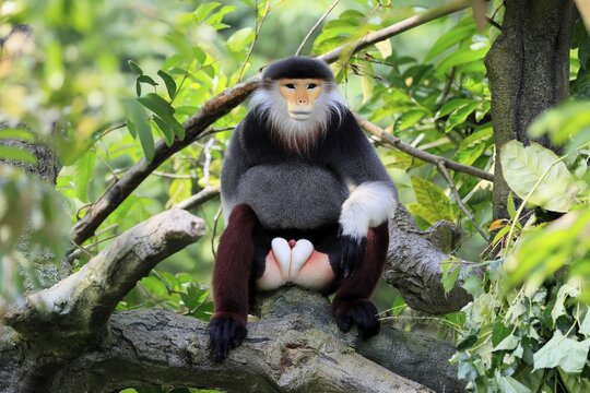 Red-shanked monkey (Pygathrix nemaeus), adult, male, in tree, sitting, relaxed, Southeast Asia