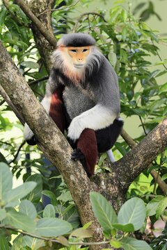 Red-shanked monkey (Pygathrix nemaeus), adult, in a tree, sitting, relaxed, Southeast Asia
