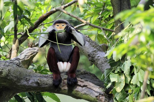 Red-shanked monkey (Pygathrix nemaeus), adult, male, feeding, in a tree, Southeast Asia