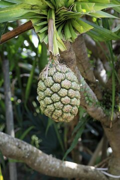 Pandanus tectorius, genus screw trees, unripe fruit dressing, fruits, useful plant, Singapore, Southeast Asia