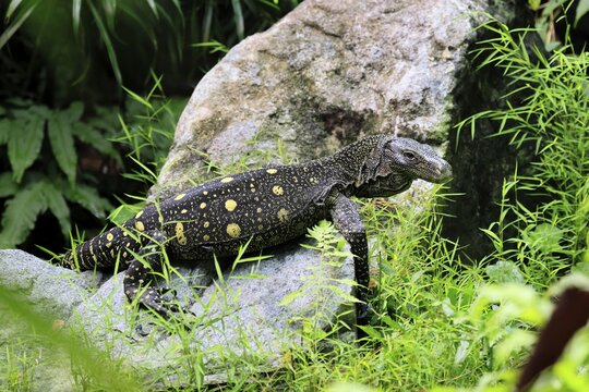 Papuan dragon (Varanus salvadorii), adult, foraging, on rocks, alert, New Guinea