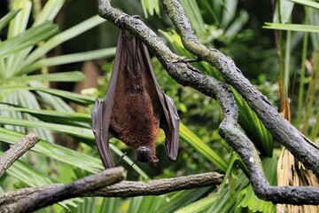 Kalong flying fox (Pteropus vampyrus), adult, resting, in sleeping tree, during the day, Singapore, Southeast Asia
