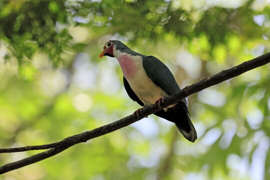 Jambu Fruit Dove (Ptilinopus jambu), adult, on tree, alert, Singapore, Southeast Asia