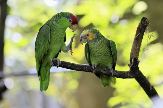 Green-cheeked Amazon (Amazona viridigenalis), Yellow-crowned Amazon (Amazona ochrocephala), adult, two animals, on tree, captive, Singapore