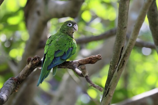 Cactus parakeet (Eupsittula cactorum), adult, on tree, alert, Brazil, South America