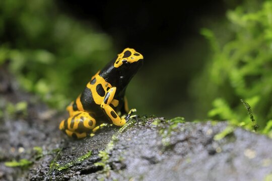 Yellow-banded poison dart frog (Dendrobates leucomelas), adult, on leaf, on land, South America, captive