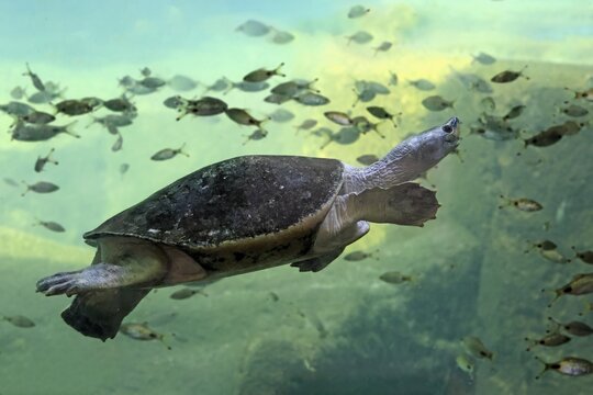 Burmese Roofed Turtle (Batagur trivittata), adult, in water, swimming, Myanmar, Asia, captive